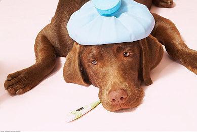 在实力至上学院中 靠武力赢得选举？类银河恶魔城游戏《少女与学院城》试玩Demo上线